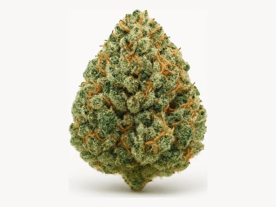 Galaxy Walker OG – zdjęcie poglądowe