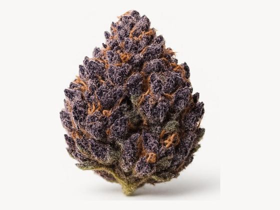 Lilac Diesel – zdjęcie poglądowe