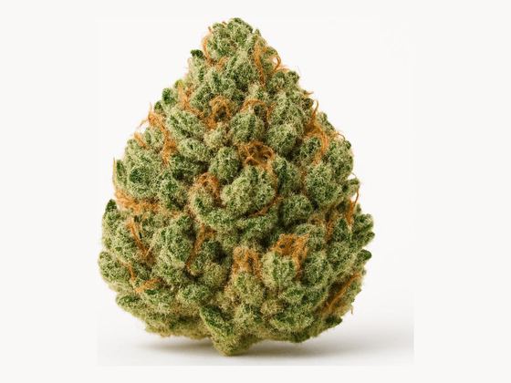 Mango – zdjęcie poglądowe