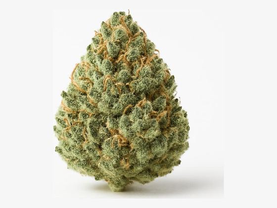 Sherbert Scotti – zdjęcie poglądowe