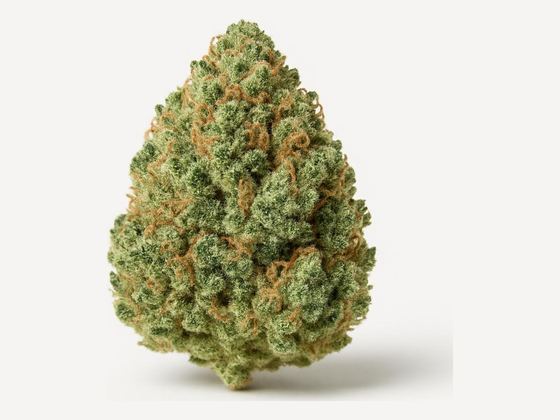White Widow – zdjęcie poglądowe